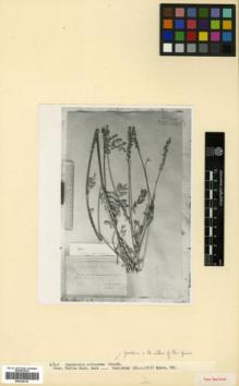 Type specimen at Edinburgh (E). Kozlowsky, V.: . Barcode: E00326316.