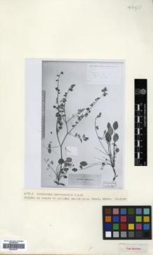 Type specimen at Edinburgh (E). Meyer, C.A.: 1287. Barcode: E00326317.