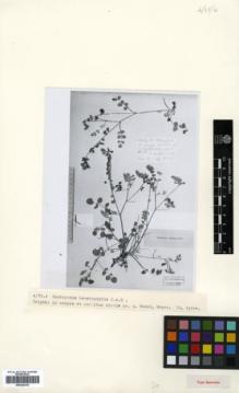 Type specimen at Edinburgh (E). Meyer, C.A.: 1287. Barcode: E00326318.