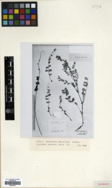Type specimen at Edinburgh (E). von Radde, Gustav: 35. Barcode: E00326333.