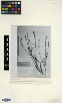Type specimen at Edinburgh (E). Sosnowskyi, Dmitrii: . Barcode: E00326334.
