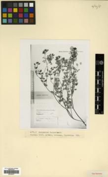 Type specimen at Edinburgh (E). Turkevicz, S.Ju.: 591. Barcode: E00326337.