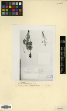 Type specimen at Edinburgh (E). Owerin: . Barcode: E00326341.