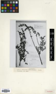 Type specimen at Edinburgh (E). Litwinow, Dimitri: . Barcode: E00326356.