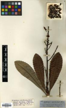 Type specimen at Edinburgh (E). Spruce, Richard: 4831. Barcode: E00326360.