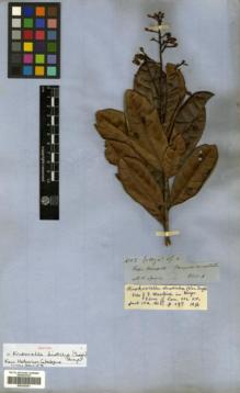 Type specimen at Edinburgh (E). Spruce, Richard: 4003. Barcode: E00326361.