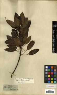 Type specimen at Edinburgh (E). Gardner, George: 5677. Barcode: E00326365.