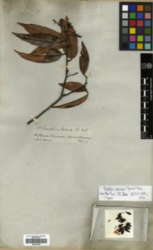 Type specimen at Edinburgh (E). Spruce, Richard: 3308. Barcode: E00326368.