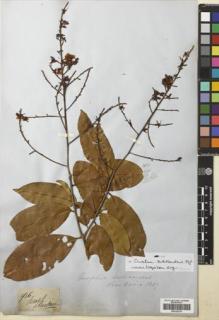 Type specimen at Edinburgh (E). Gardner, George: 956. Barcode: E00326370.
