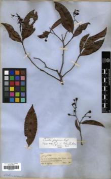Type specimen at Edinburgh (E). Spruce, Richard: 1515. Barcode: E00326373.