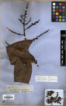 Type specimen at Edinburgh (E). Spruce, Richard: 2451. Barcode: E00326374.