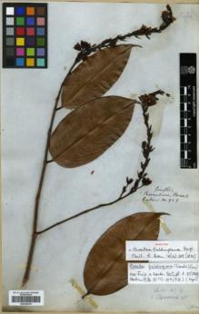 Type specimen at Edinburgh (E). Gardner, George: 958. Barcode: E00326376.