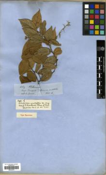 Type specimen at Edinburgh (E). Spruce, Richard: 4269. Barcode: E00326379.