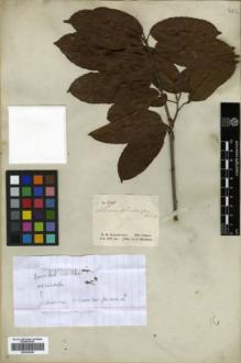 Type specimen at Edinburgh (E). Schomburgk, Robert: 591. Barcode: E00326380.