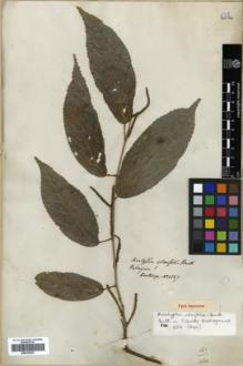 Type specimen at Edinburgh (E). Hartweg, Karl: 1387. Barcode: E00326381.
