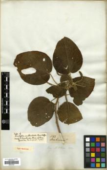Type specimen at Edinburgh (E). Mathews, Andrew: 1199. Barcode: E00326382.