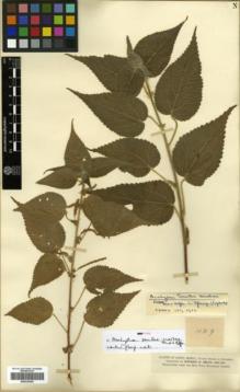 Type specimen at Edinburgh (E). Smith, Herbert: 429. Barcode: E00326384.