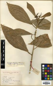 Type specimen at Edinburgh (E). Eggers, Heinrich: 15007. Barcode: E00326390.