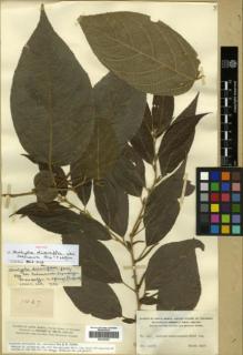 Type specimen at Edinburgh (E). Smith, Herbert: 1427. Barcode: E00326392.