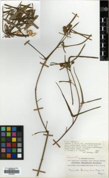 Type specimen at Edinburgh (E). Philcox, D. & Fereira, A.: 3868. Barcode: E00326400.