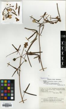 Type specimen at Edinburgh (E). Philcox, D. & Fereira, A.: 4542. Barcode: E00326401.