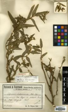 Type specimen at Edinburgh (E). Reineck, Eduard; Czermak, Josef: 139. Barcode: E00326402.