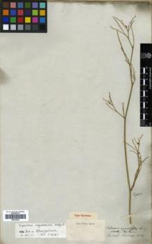 Type specimen at Edinburgh (E). Schomburgk, Robert: 132. Barcode: E00326403.