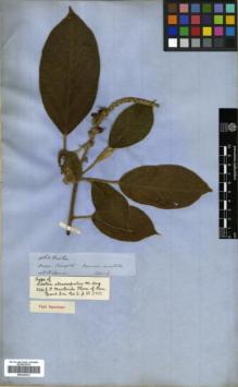 Type specimen at Edinburgh (E). Spruce, Richard: 4160. Barcode: E00326412.