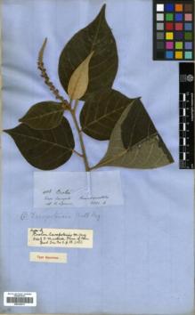 Type specimen at Edinburgh (E). Spruce, Richard: 4138. Barcode: E00326413.