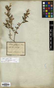 Type specimen at Edinburgh (E). Martius, Carl: . Barcode: E00326420.