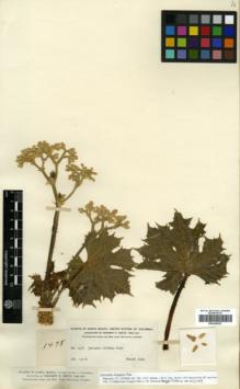 Type specimen at Edinburgh (E). Smith, Herbert: 1478. Barcode: E00326423.