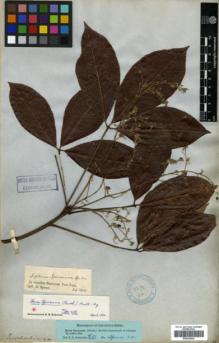 Type specimen at Edinburgh (E). Spruce, Richard: . Barcode: E00326425.