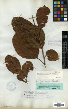 Type specimen at Edinburgh (E). Spruce, Richard: 3299. Barcode: E00326427.