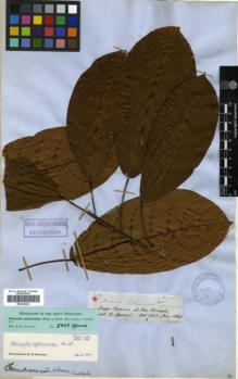 Type specimen at Edinburgh (E). Spruce, Richard: 2427. Barcode: E00326428.