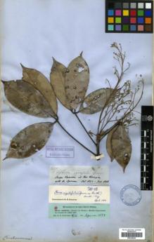 Type specimen at Edinburgh (E). Spruce, Richard: 2527. Barcode: E00326429.