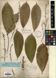 Type specimen at Edinburgh (E). Spruce, Richard: 2691. Barcode: E00326430.