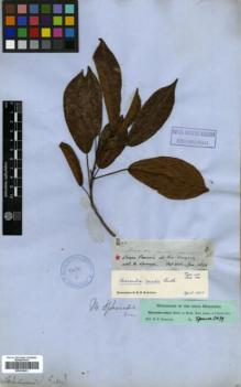 Type specimen at Edinburgh (E). Spruce, Richard: 2479. Barcode: E00326431.