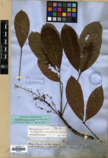 Type specimen at Edinburgh (E). Spruce, Richard: 2088. Barcode: E00326432.