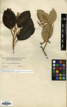 Type specimen at Edinburgh (E). Smith, Herbert: 1952. Barcode: E00326433.