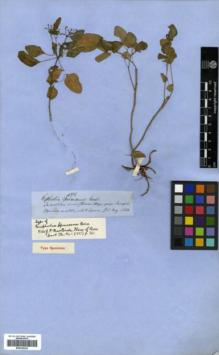 Type specimen at Edinburgh (E). Spruce, Richard: 4378. Barcode: E00326434.