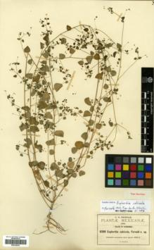 Type specimen at Edinburgh (E). Pringle, Cyrus: 8398. Barcode: E00326435.