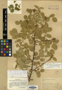 Type specimen at Edinburgh (E). Davis, Peter; Polunin, Oleg: 24247. Barcode: E00326436.