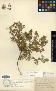 Type specimen at Edinburgh (E). Davis, Peter; Hedge, Ian: 28226. Barcode: E00326438.
