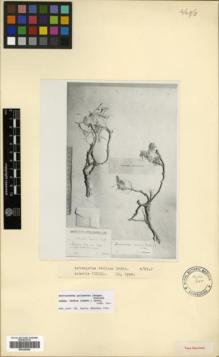 Type specimen at Edinburgh (E). Takhtadzhjan, A.: . Barcode: E00326445.