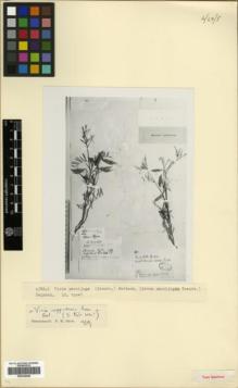 Type specimen at Edinburgh (E). von Radde, Gustav: 690. Barcode: E00326448.