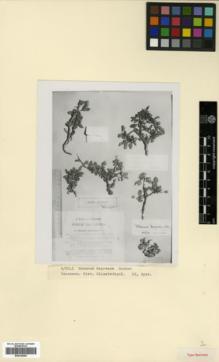 Type specimen at Edinburgh (E). Schelkovnikov, Alexandr: 134. Barcode: E00326465.