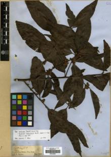 Type specimen at Edinburgh (E). Spruce, Richard: . Barcode: E00326469.