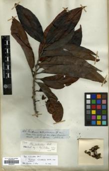 Type specimen at Edinburgh (E). Spruce, Richard: 3686. Barcode: E00326470.