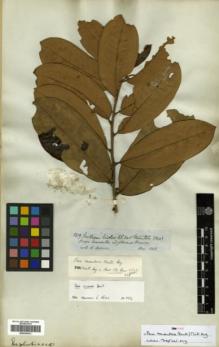 Type specimen at Edinburgh (E). Spruce, Richard: 3219. Barcode: E00326472.