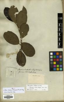 Type specimen at Edinburgh (E). Schomburgk, Robert: 11. Barcode: E00326473.